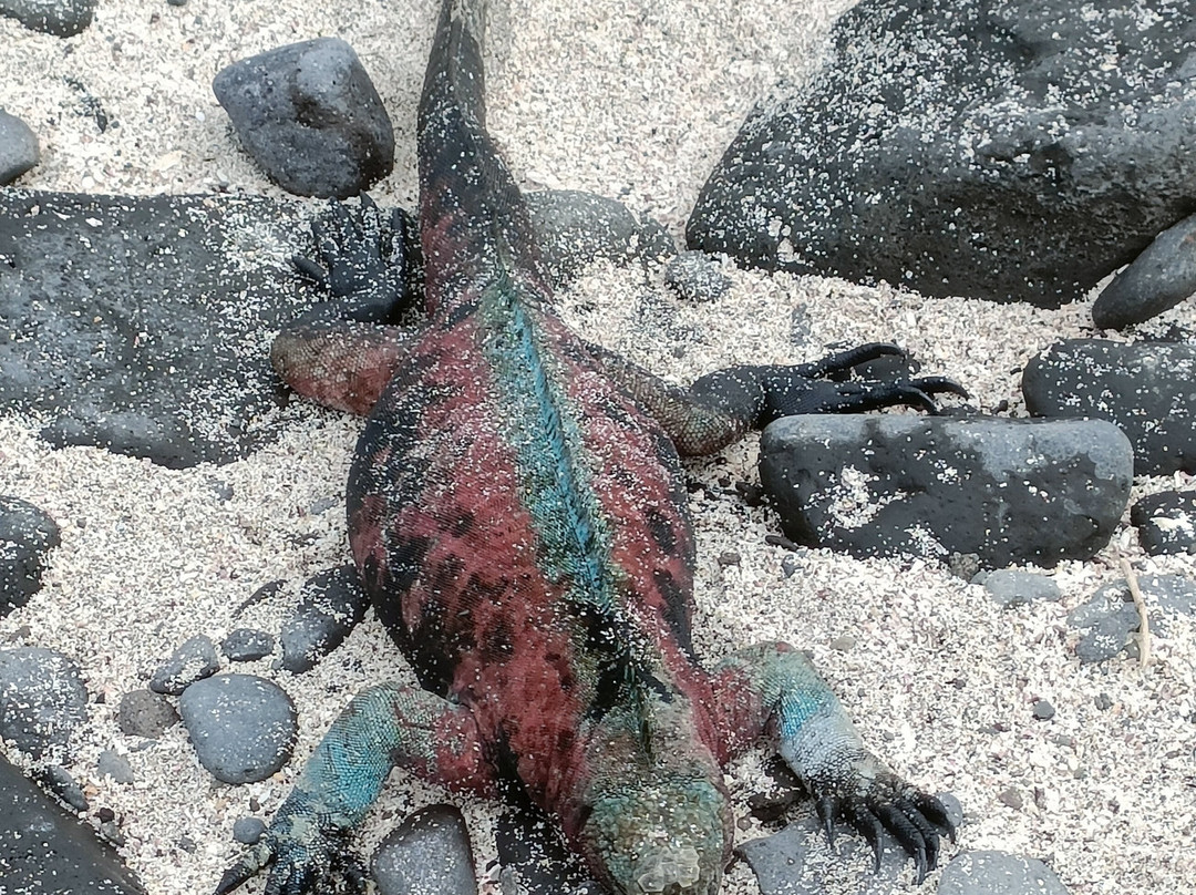 Punta Suarez-Espanola必去景点