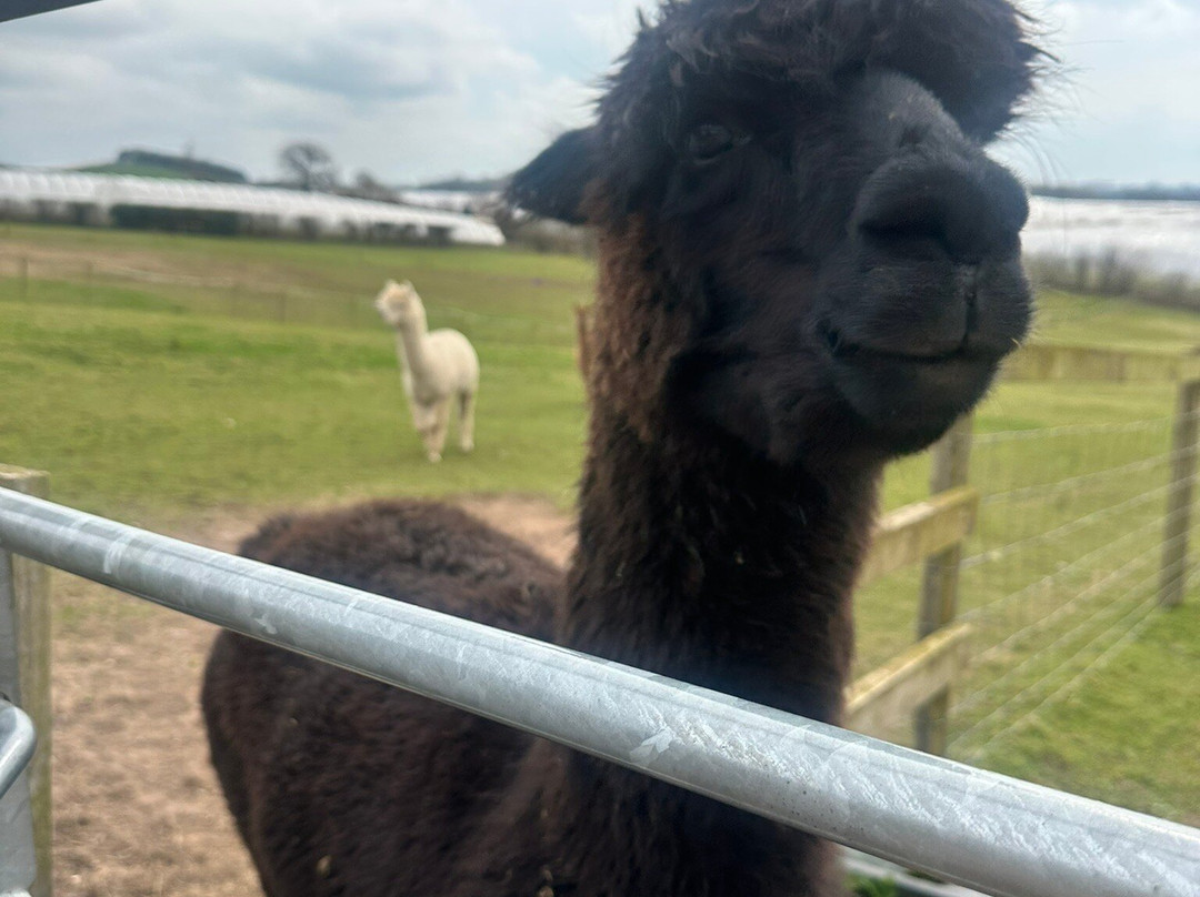 Knightley Alpaca Trekking景点图片