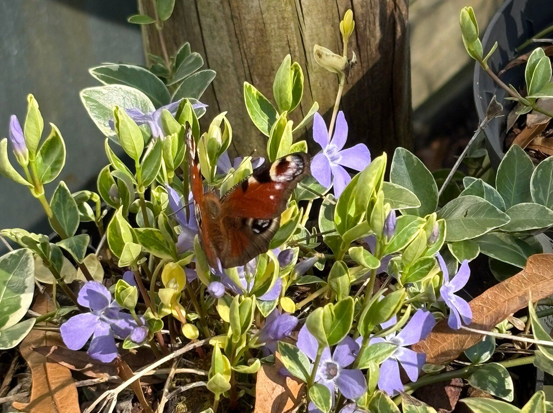 Bluebell Arboretum and Nursery-Smisby必去景点
