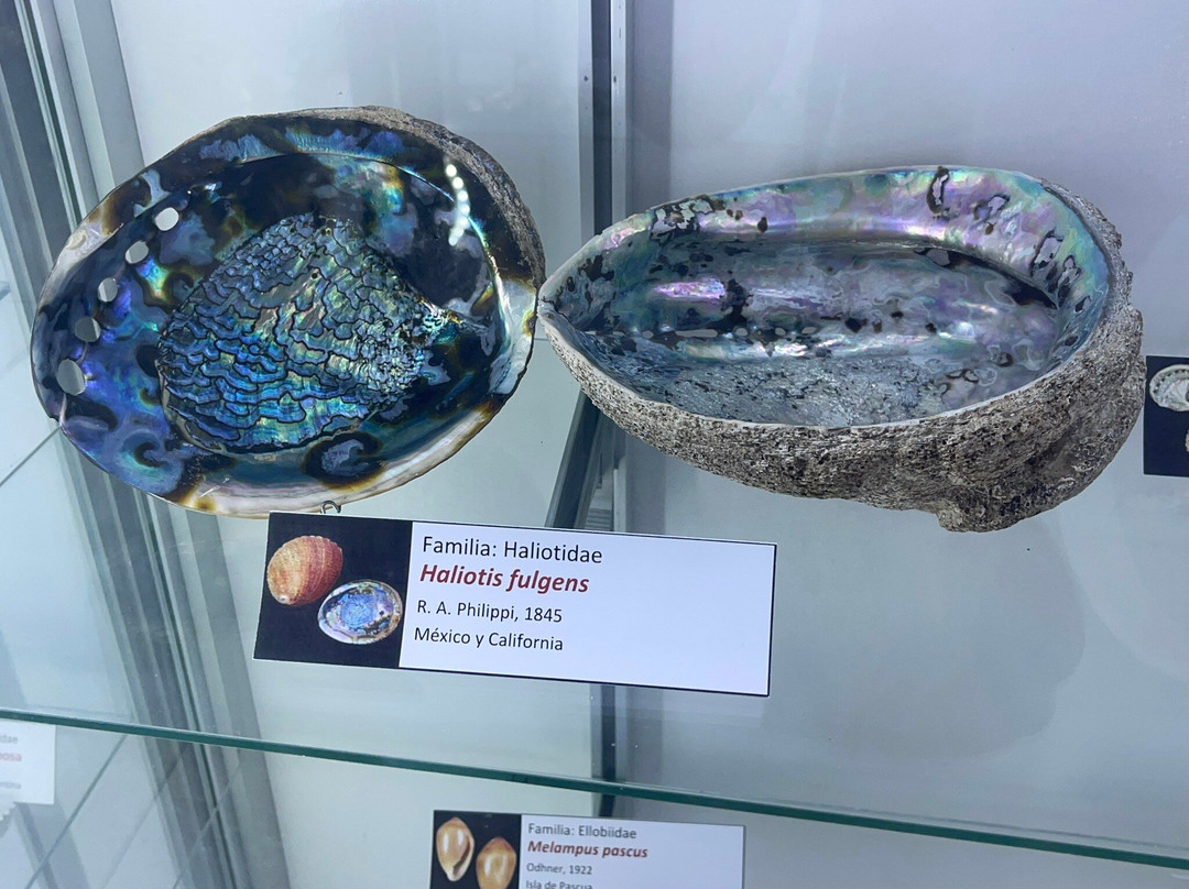 Sea Museum-阿里卡必去景点