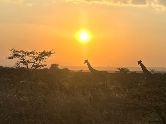 Bongo Safaris.-蒙巴萨必去景点