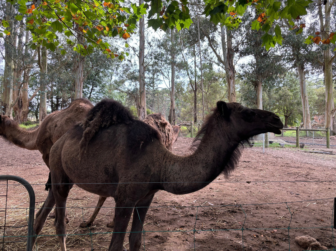 Denmark Animal Farm & Pentland Alpaca Stud景点图片