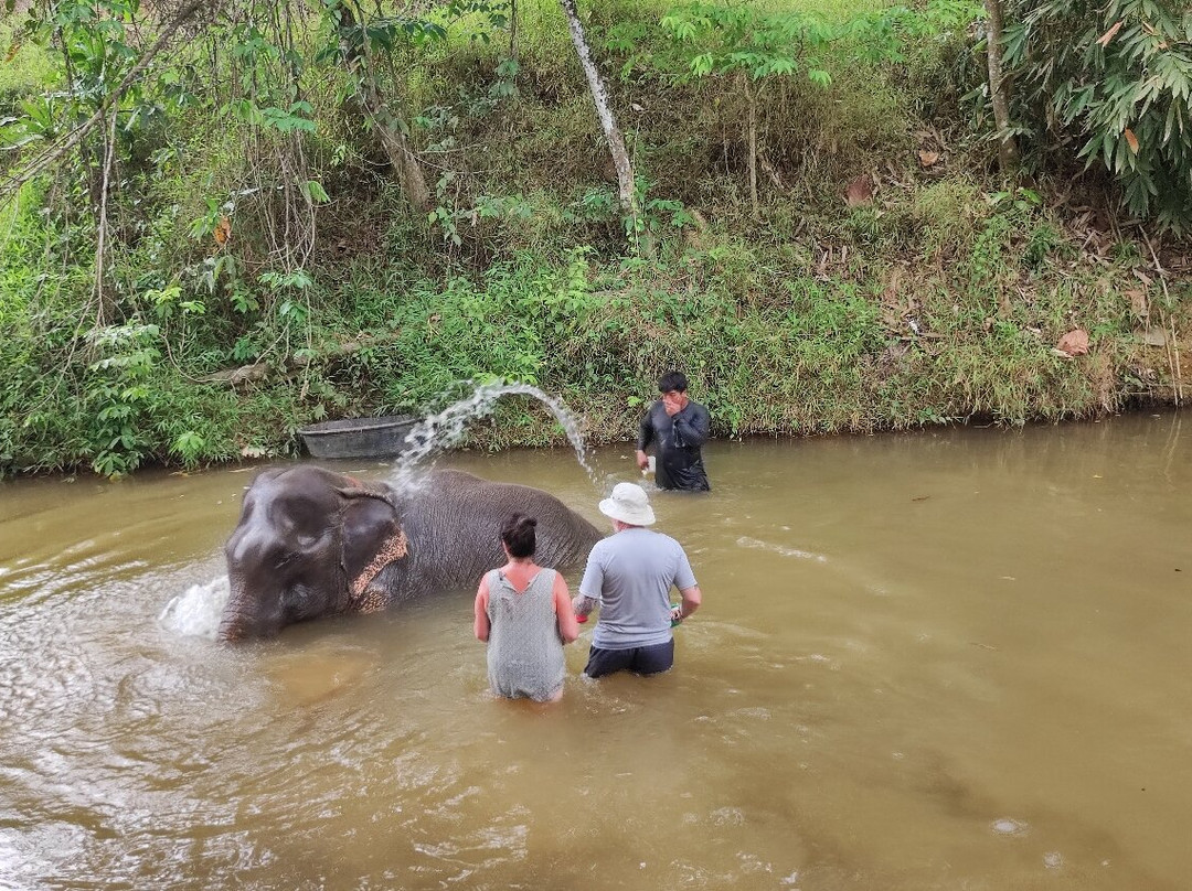 Khao Sok Elephant Sanctuary景点图片