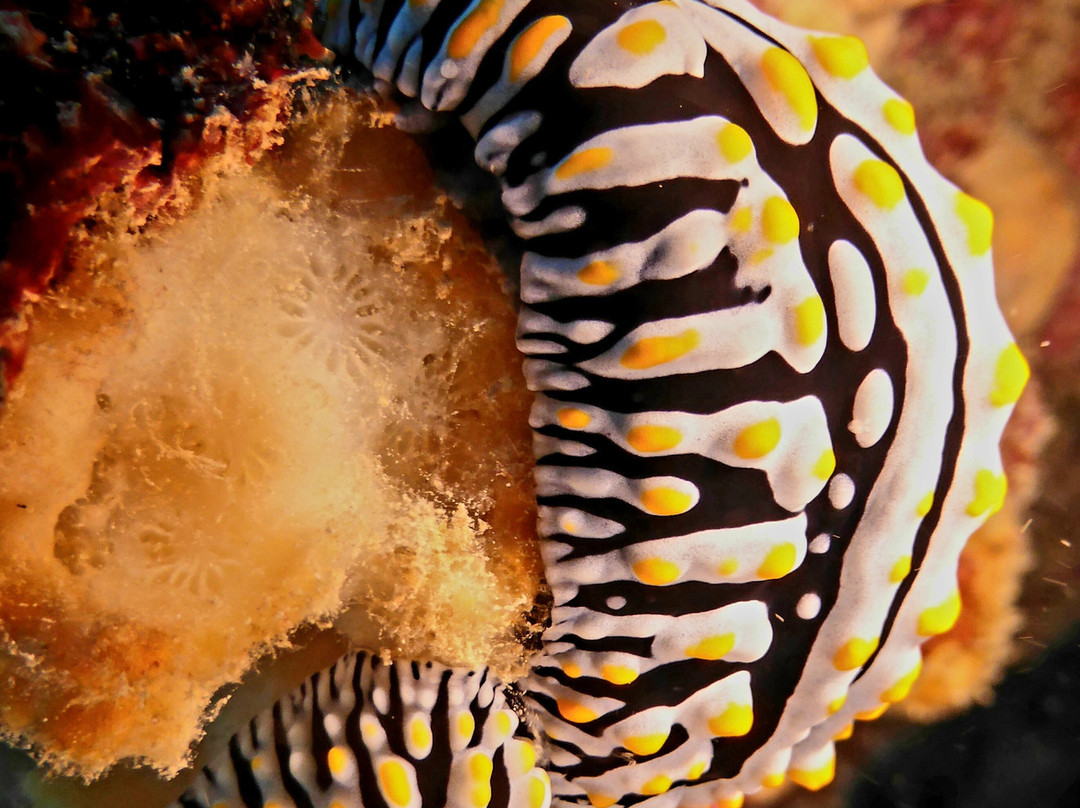 Dive Passion Mauritius-卓得多斯必去景点
