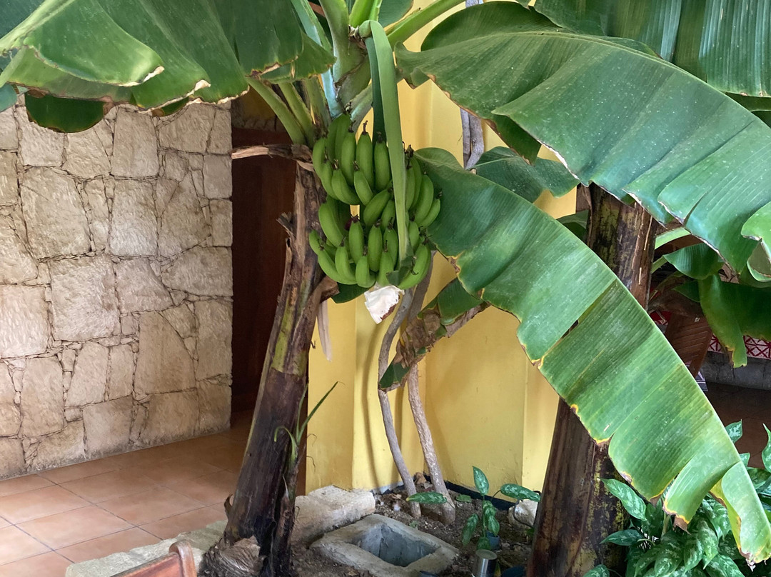 Orquidea Guest House主图