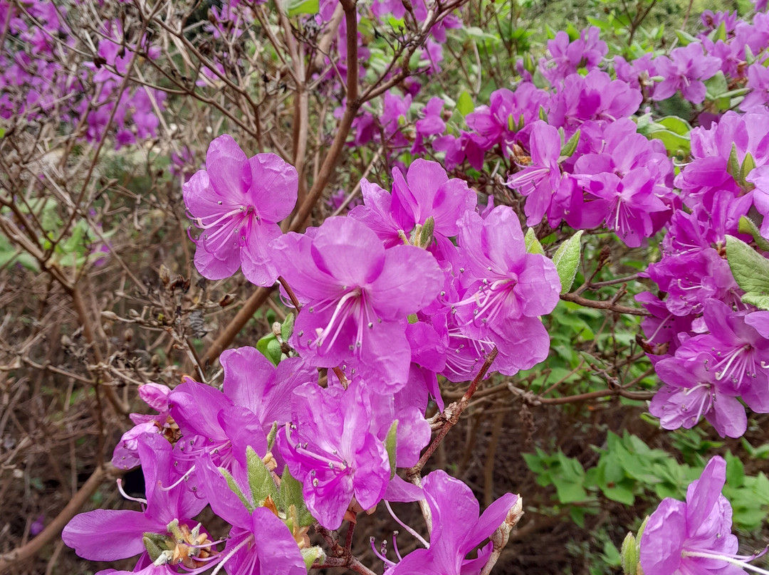 Dundee Botanic Garden-敦提必去景点