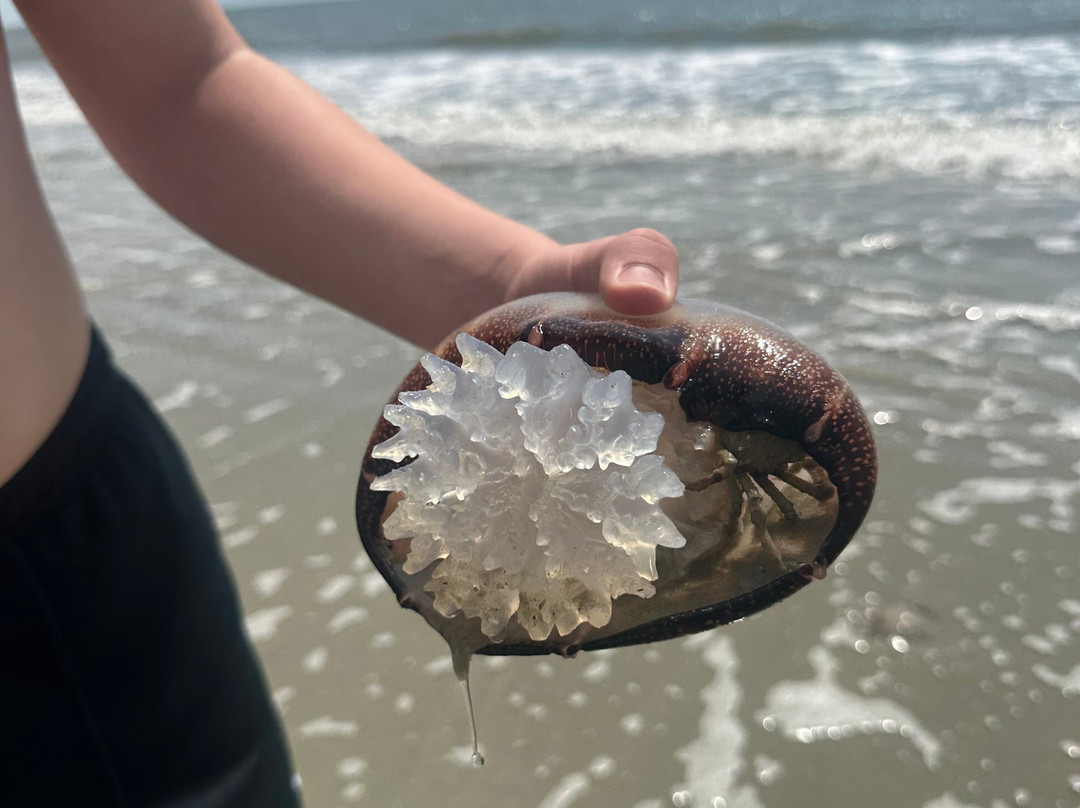 Burkes Beach-希尔顿头岛必去景点