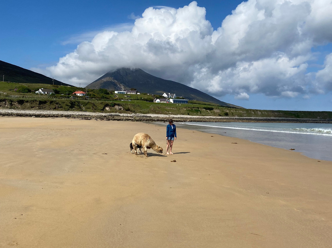 Achill Island Alpacas-Dugort必去景点