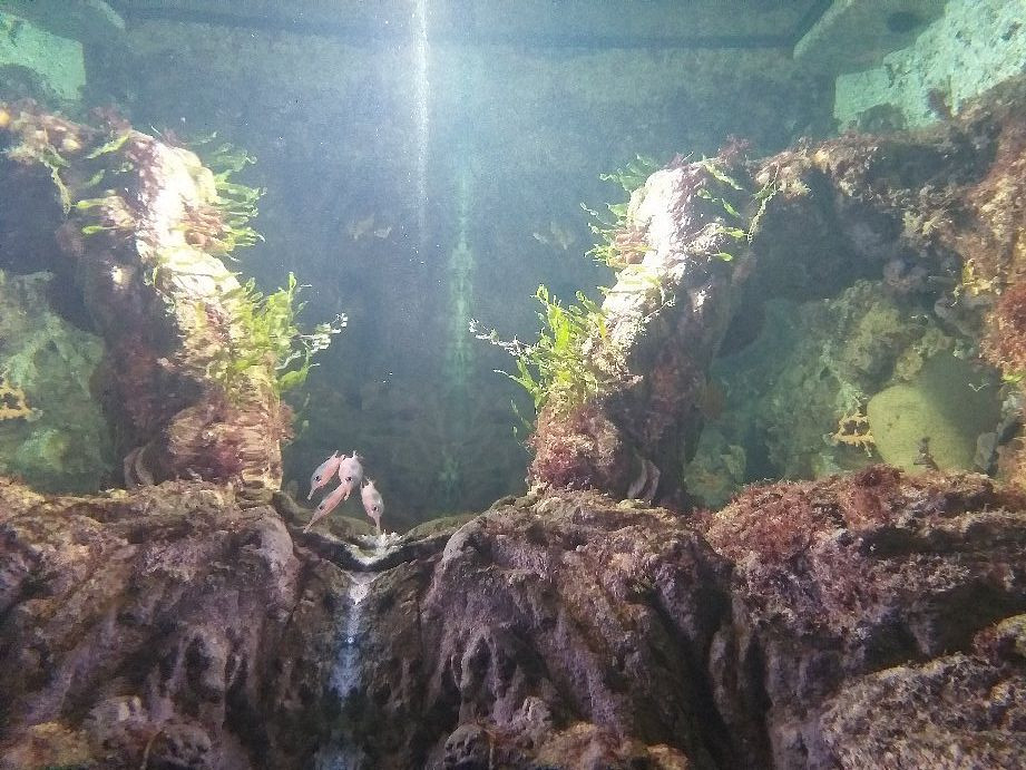 Acuario Municipal景点图片