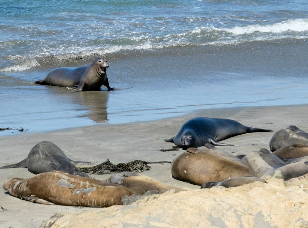 Elephant Seal Vista Point景点图片