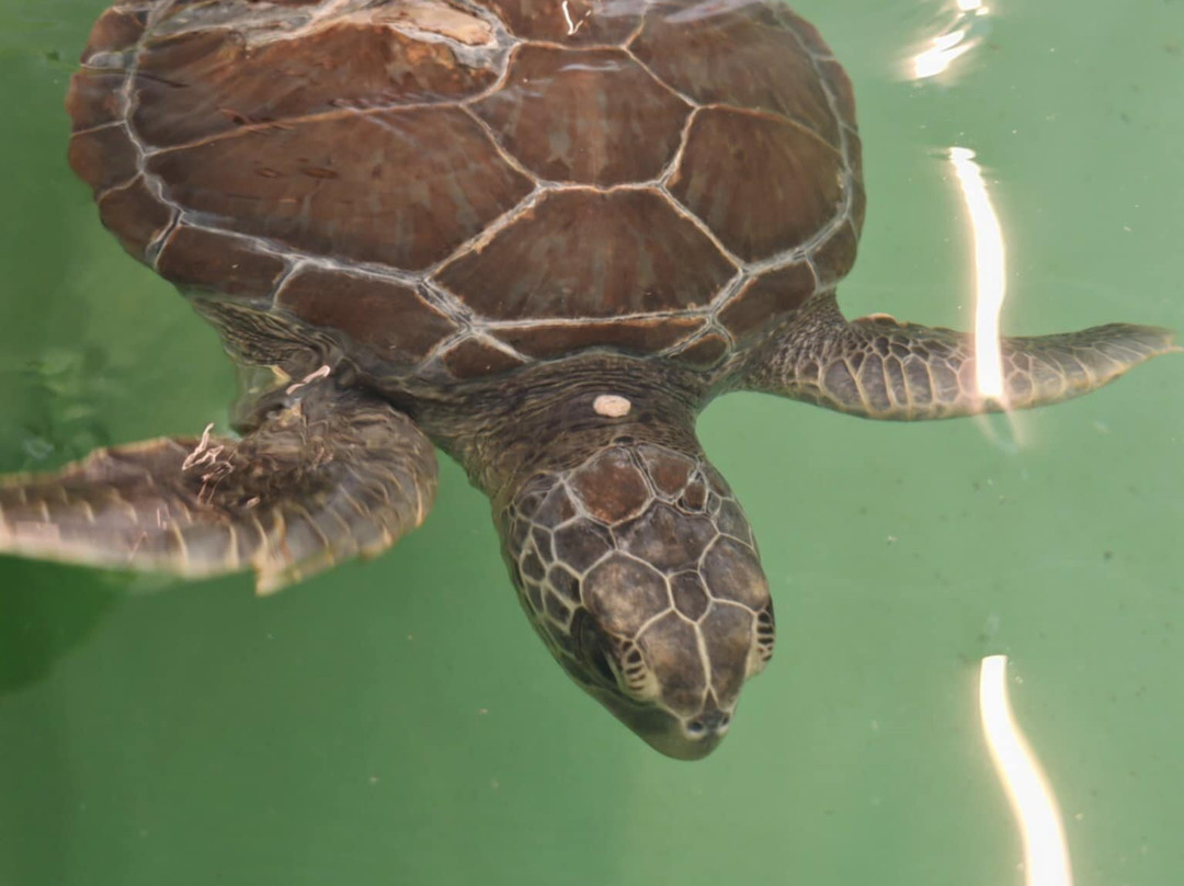 The Kaptan June Sea Turtle Conservation Foundation景点图片