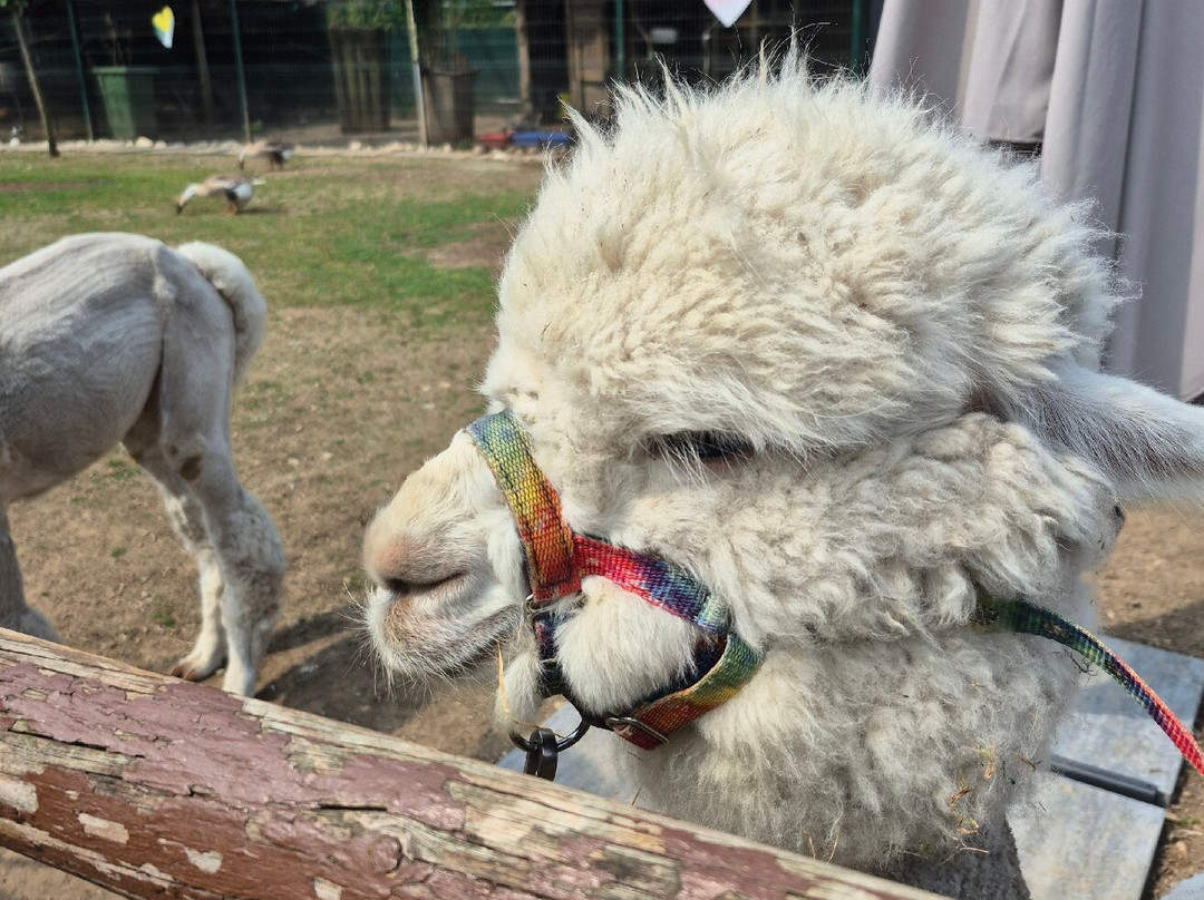 Alpacamp Il Campo Degli Angeli景点图片