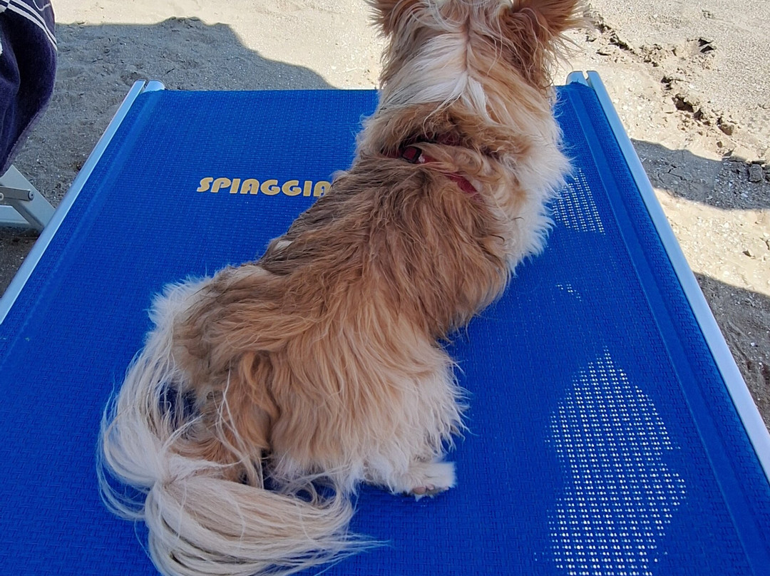 La Spiaggia di Snoopy-Grado Pineta必去景点