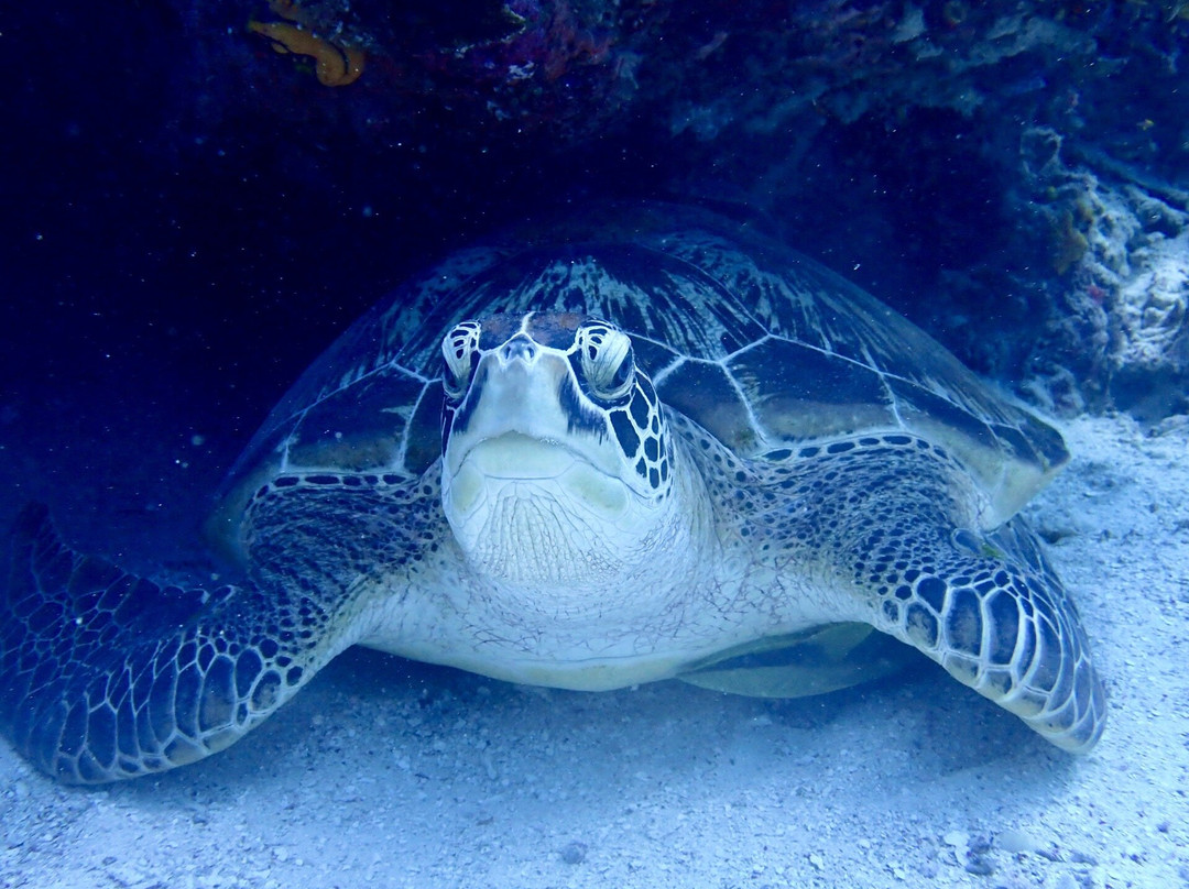 Olin Dive Center-Waisai必去景点