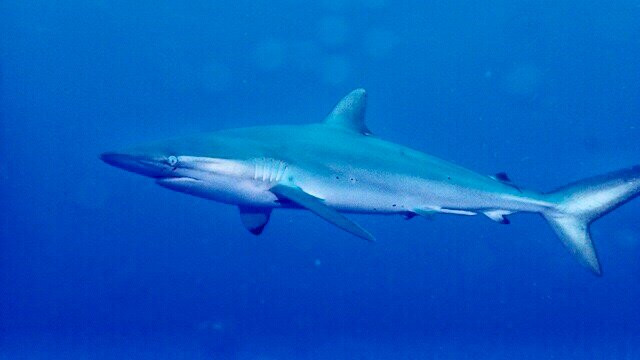 Calypso Dive Charters-Riviera Beach必去景点