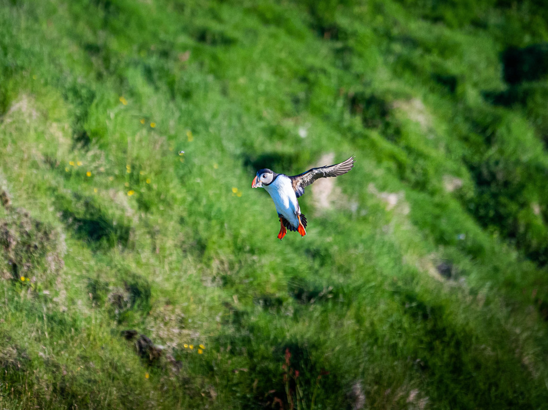 Eyjatours-韦斯特曼纳群岛必去景点