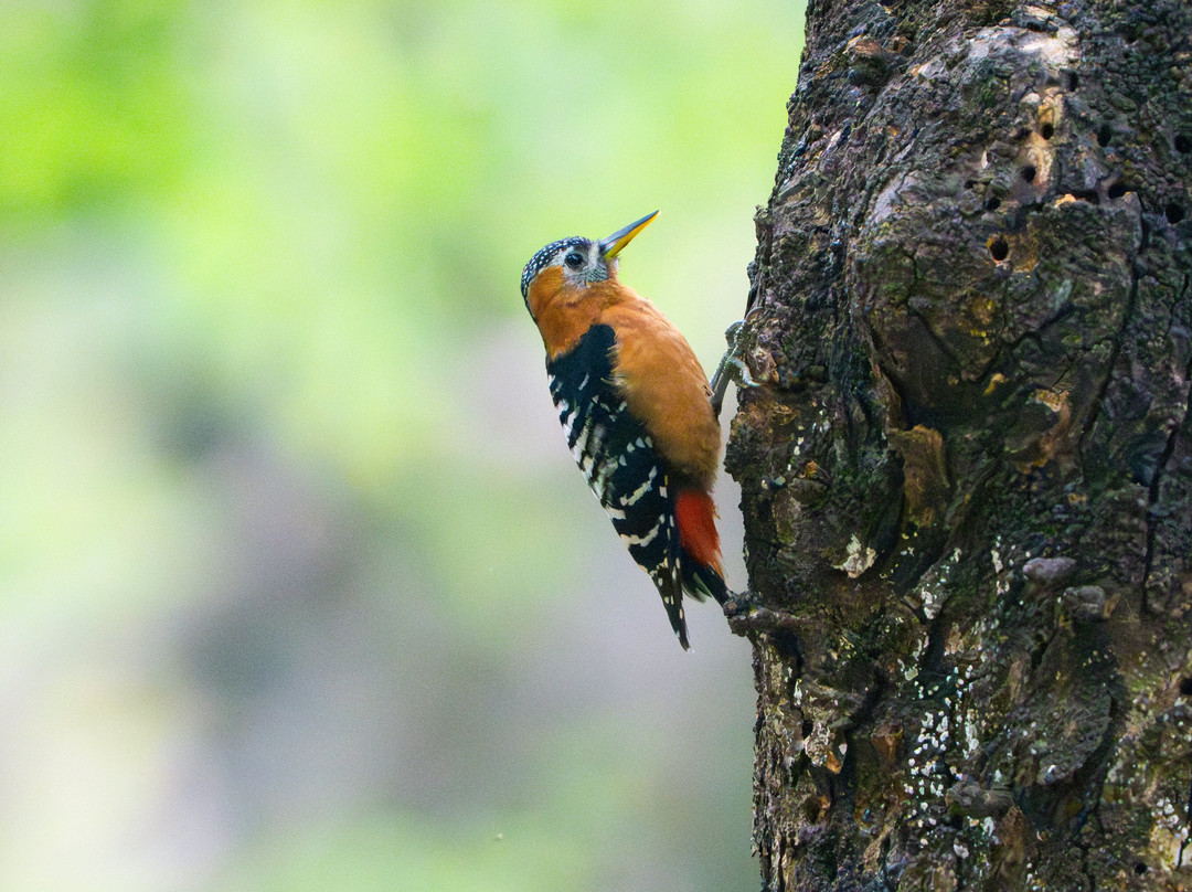 Asian Adventures-诺伊达必去景点
