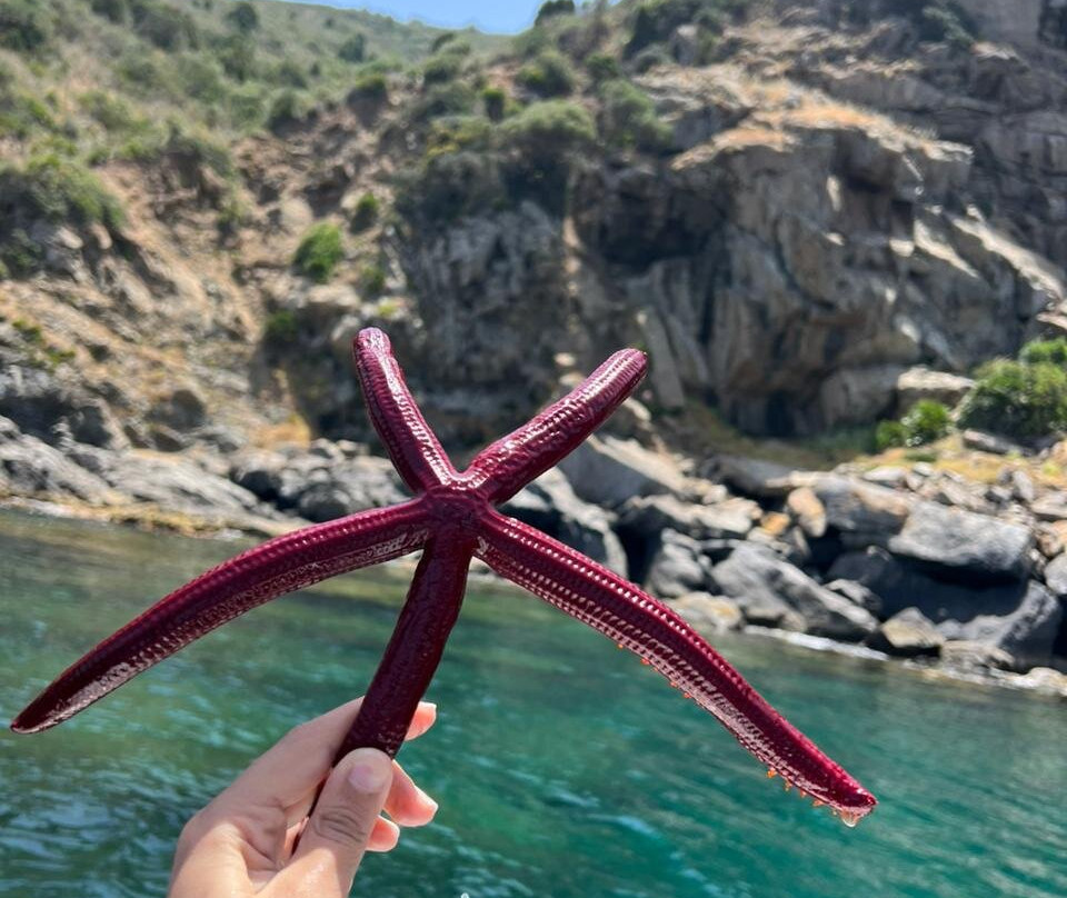 Nitrox Professional Diving-M'diq必去景点