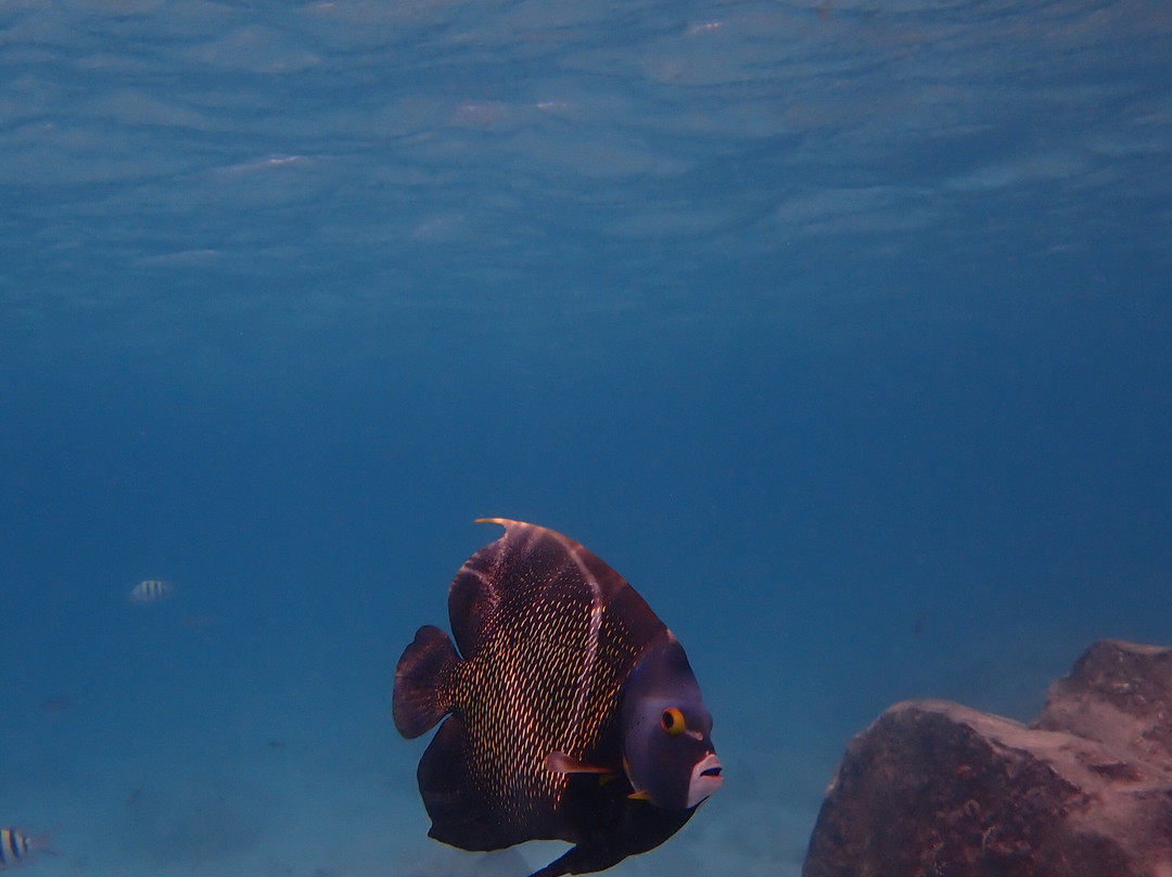 Fins & Feet Nature Tours-阿鲁巴岛必去景点