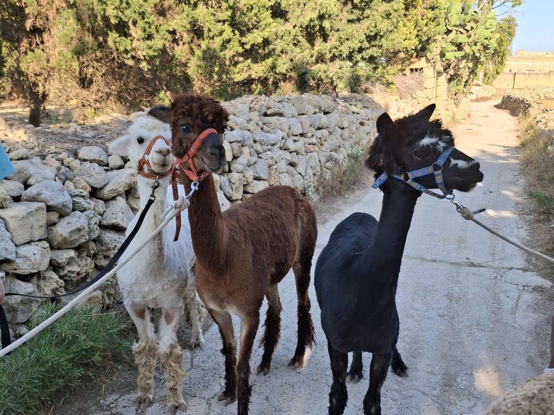 Gozo Alpaca Walks-Xewkija必去景点