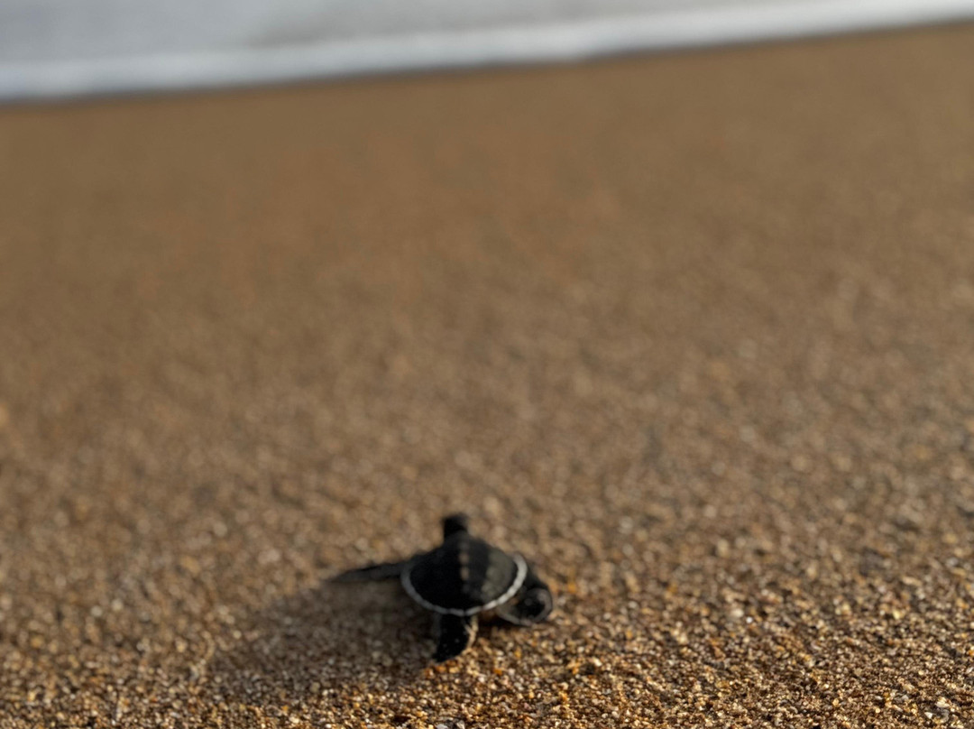 Sea Turtle Farm Galle Mahamodara-加勒必去景点