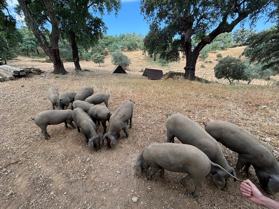 Eiriz Jamones & Embutidos De Bellota-Corteconcepcion必去景点