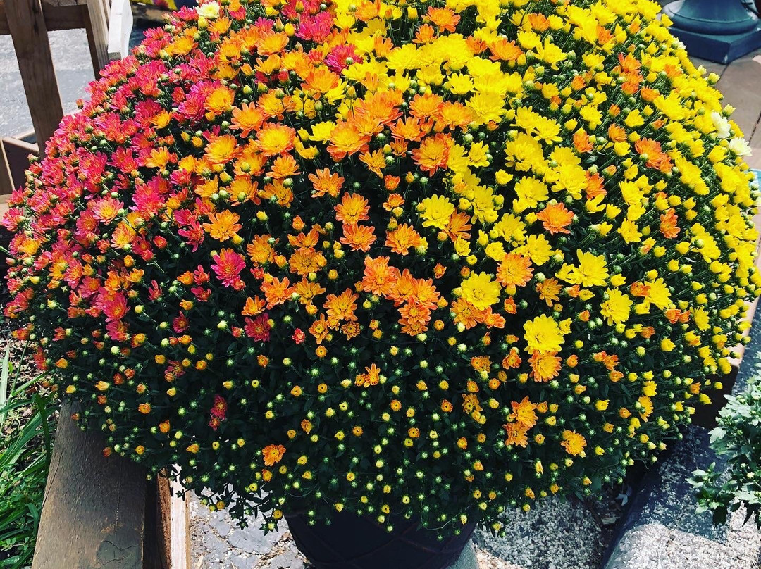 The Summit All Seasons Market at Kirkwood Farmers' Market-Kirkwood必去景点