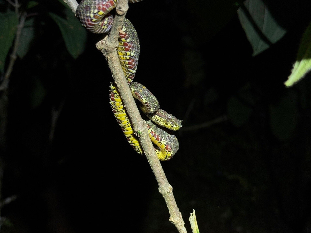 Rainforest Chronicles-希门尼斯港必去景点