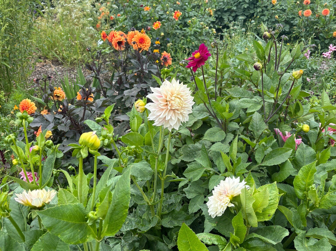 Abbey Farm Flowers-Abbotsbury必去景点