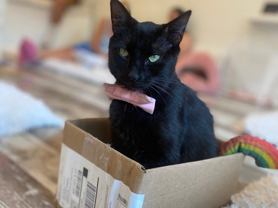 Crumbs & Whiskers-华盛顿特区必去景点