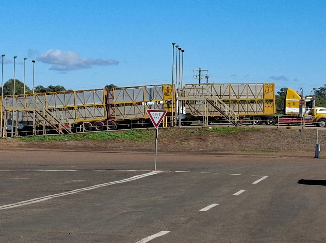 Roma Cattle Saleyards-Roma必去景点