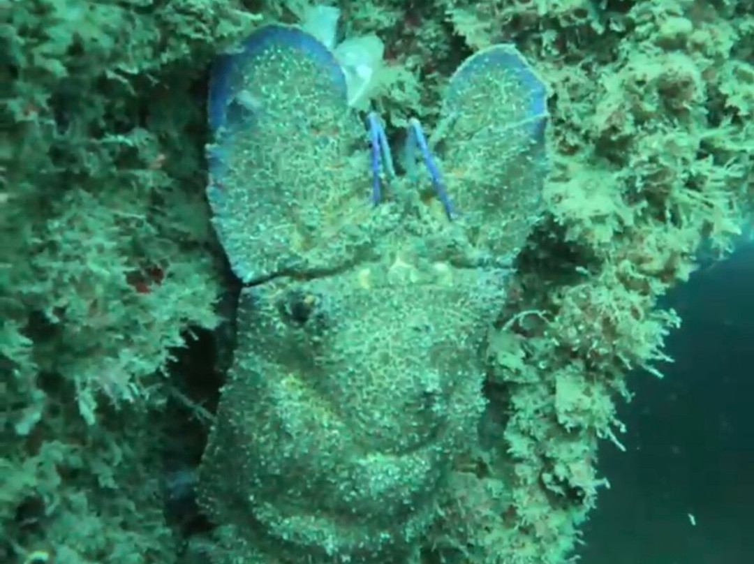 Ohana Diving-Miami Platja必去景点