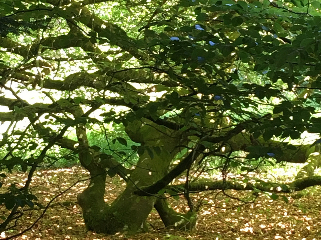 Les Faux de Verzy-Verzy必去景点