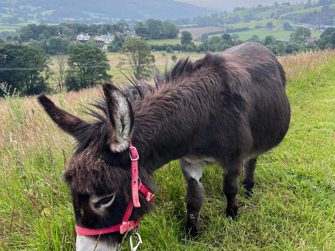 Moel Famau Donkeys-Llanferres必去景点