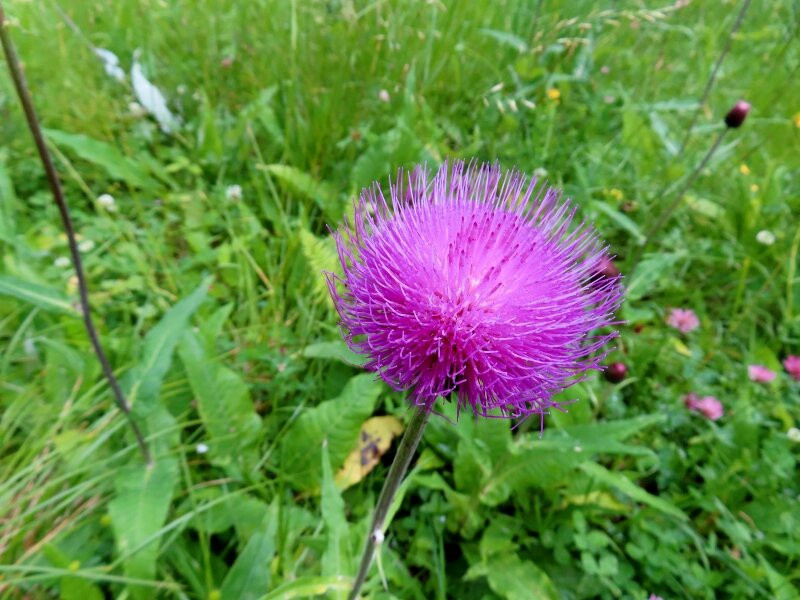 Monte Migogn-罗卡皮耶托雷必去景点