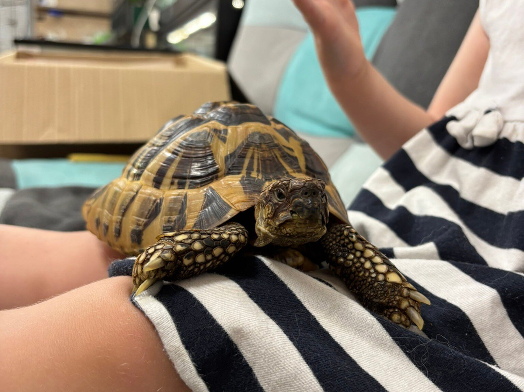 Magical Beasts-布莱德必去景点