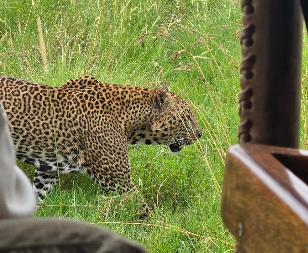 Daniel Korinko Safari-纳罗克必去景点