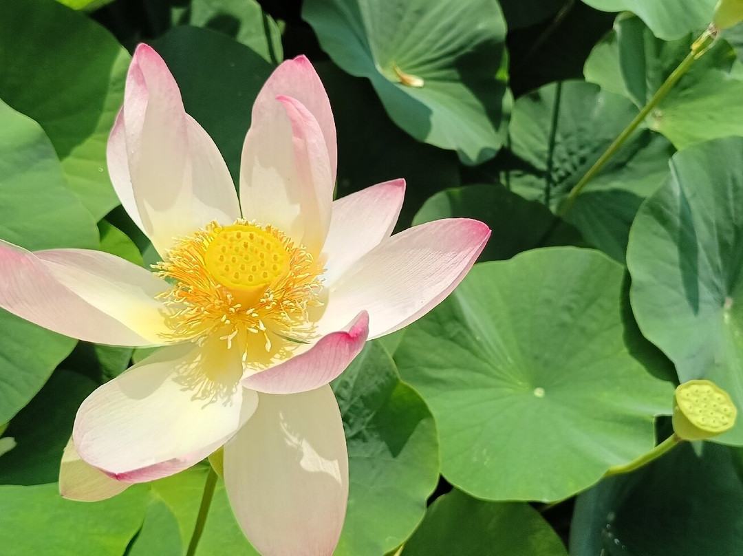 Botanical Garden, Bonn-波恩必去景点