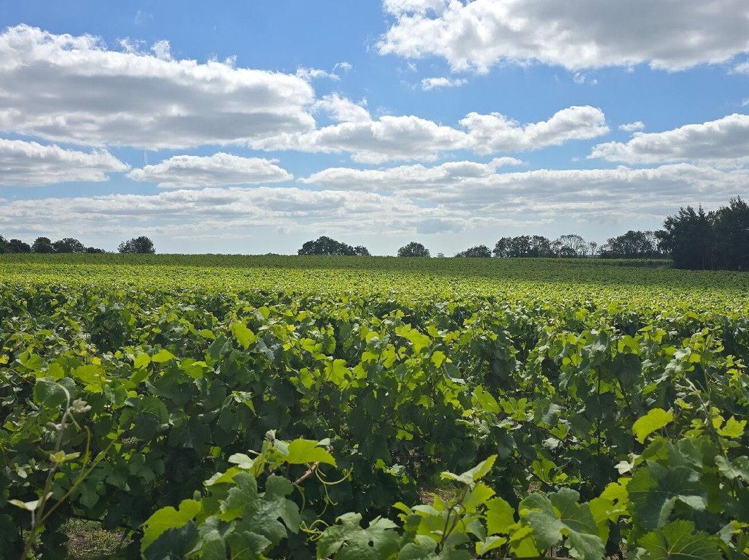 Westwell Wine Estate-Charing必去景点