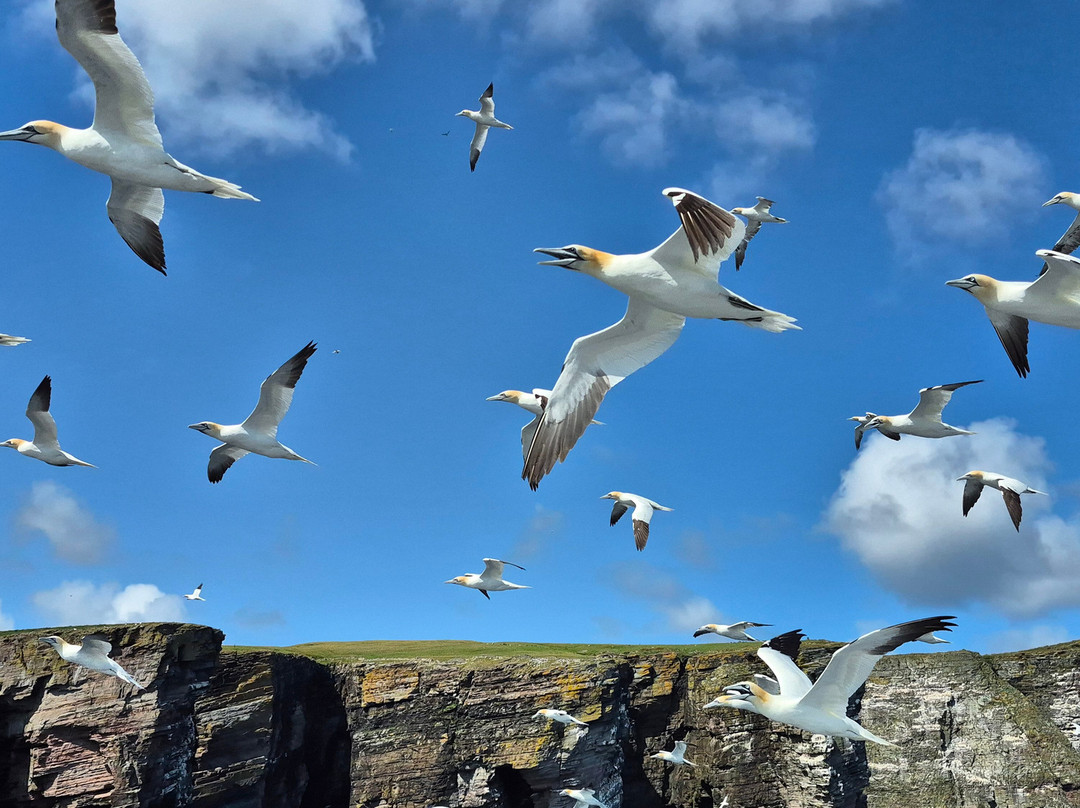 Shetland Nature-Unst必去景点
