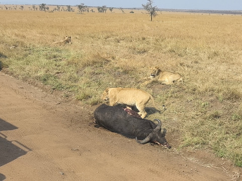 FOLLOW AFRICAN SAFARIS-阿鲁沙必去景点