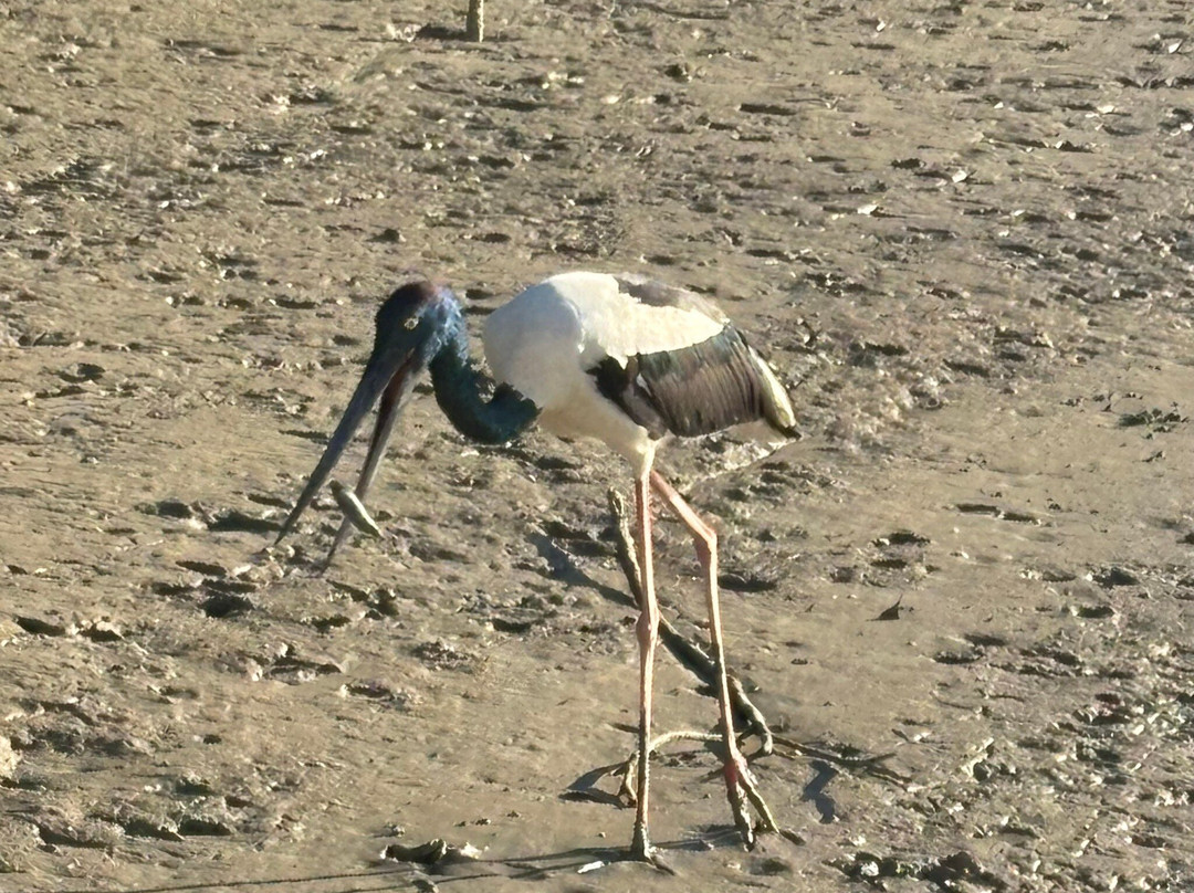The Ferryman River Cruises-Karumba必去景点