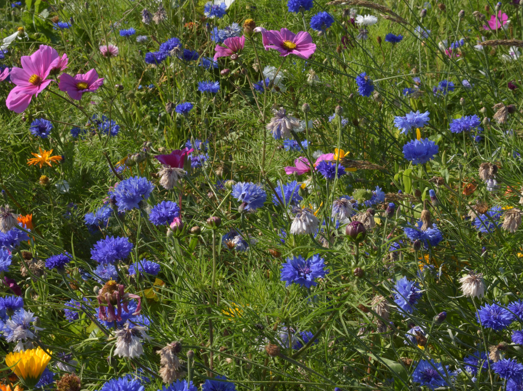 Wild Acres Cumbria-彭里斯必去景点