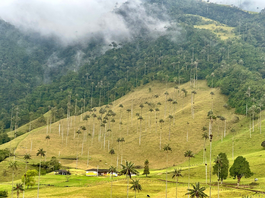 Bosques de Cocora-萨伦托必去景点