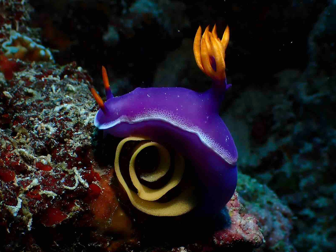 Cebu Fun Divers-莫阿尔博阿尔必去景点