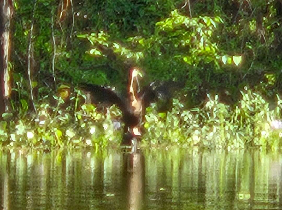 The Last Wilderness Swamp Tour-Plaquemine必去景点