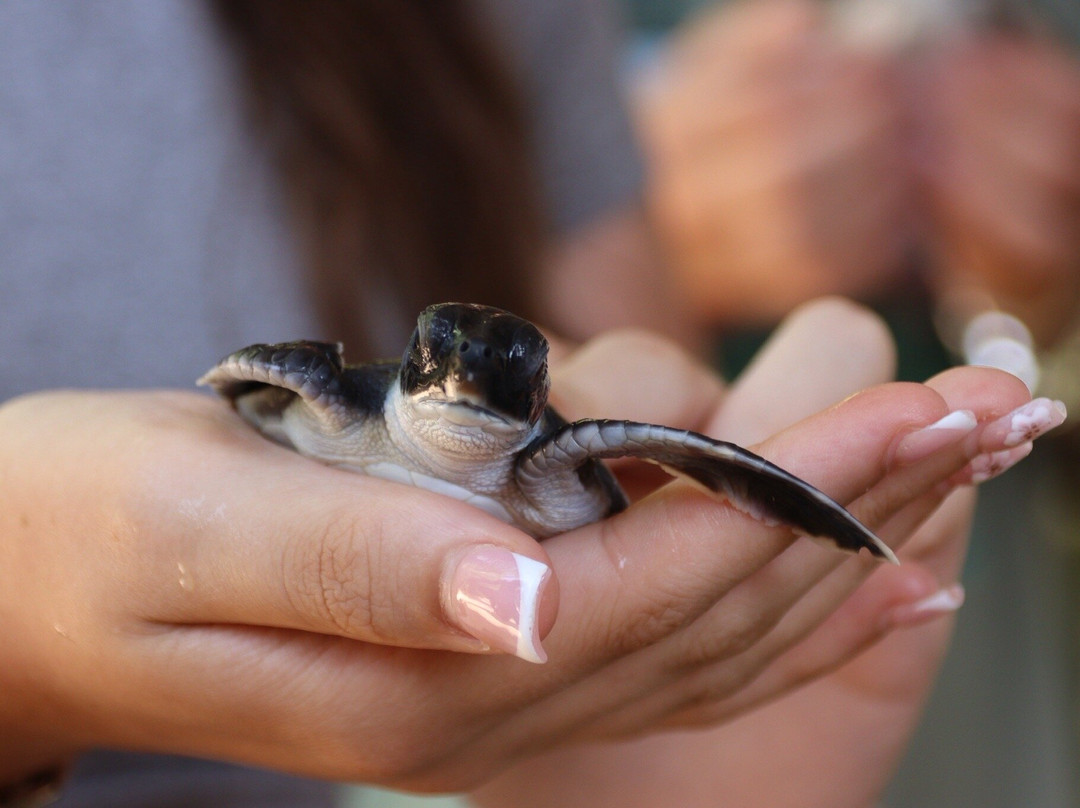 海龟保护协会-班托塔必去景点