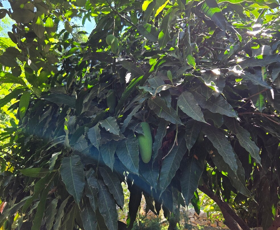 Botanical  Gardens Of Crete-Fournes必去景点