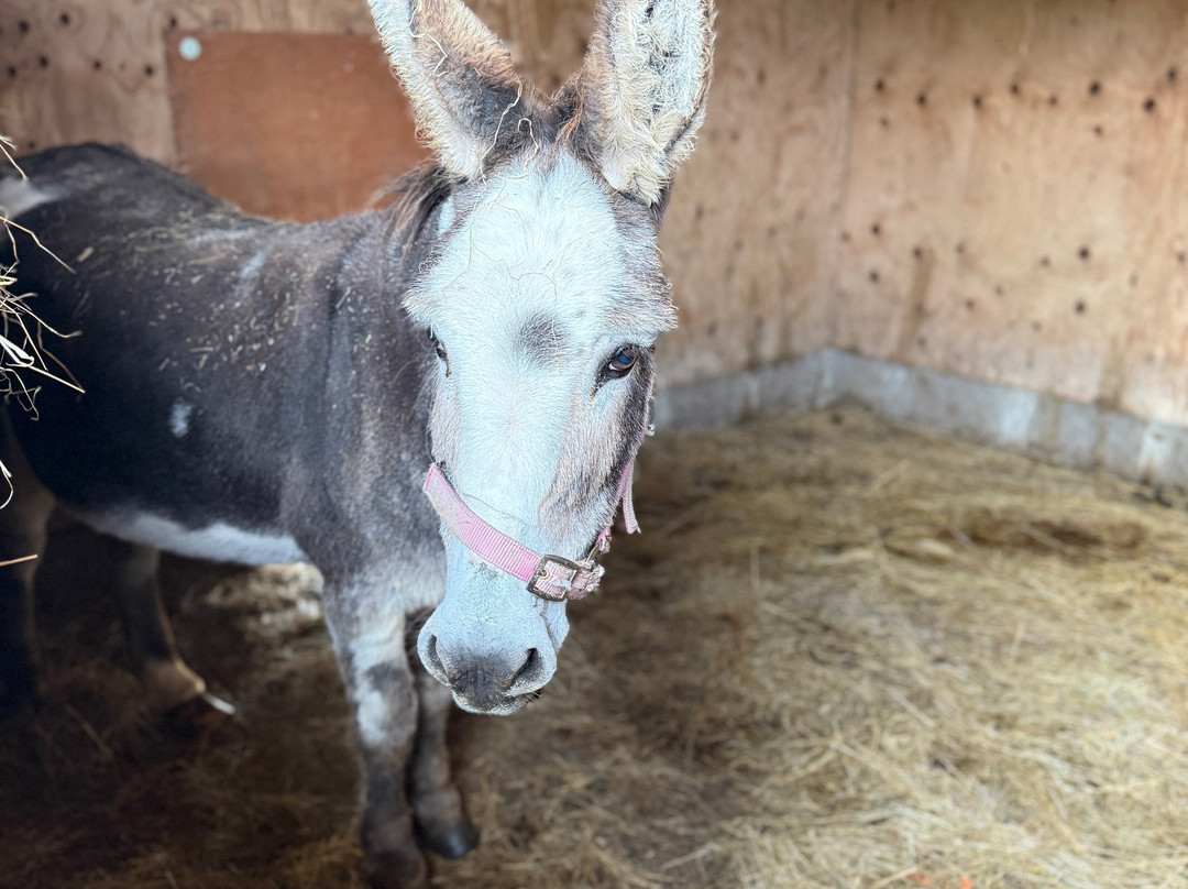 Caithness Animal Farm Park-Lybster必去景点