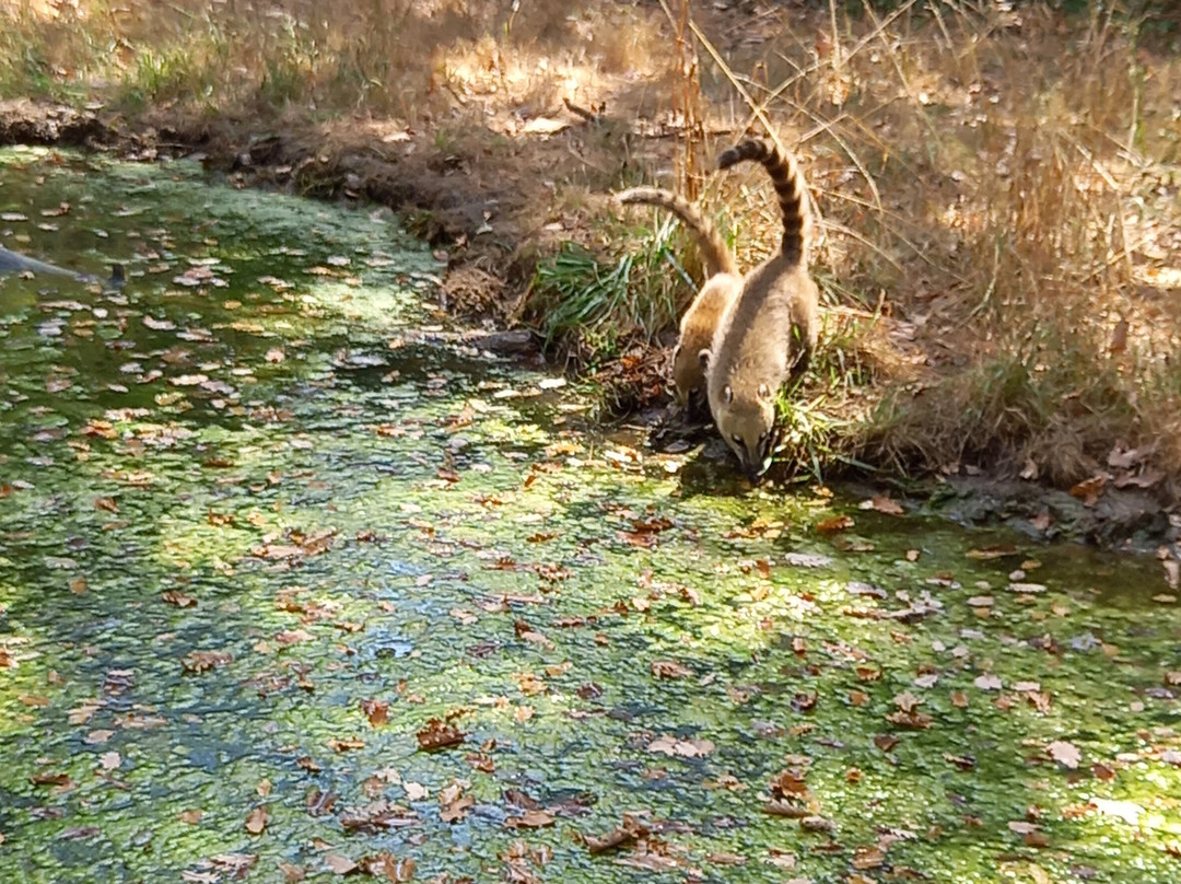 Zoodyssée-Villiers-en-Bois必去景点
